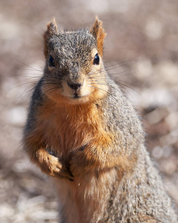 Squirrel Art Print featuring the photograph Squirrel by Art Whitton