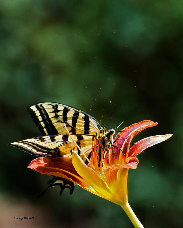 Tiger Swallowtail Art Print featuring the photograph Stirring Up Some Pollen by Stephen Johnson