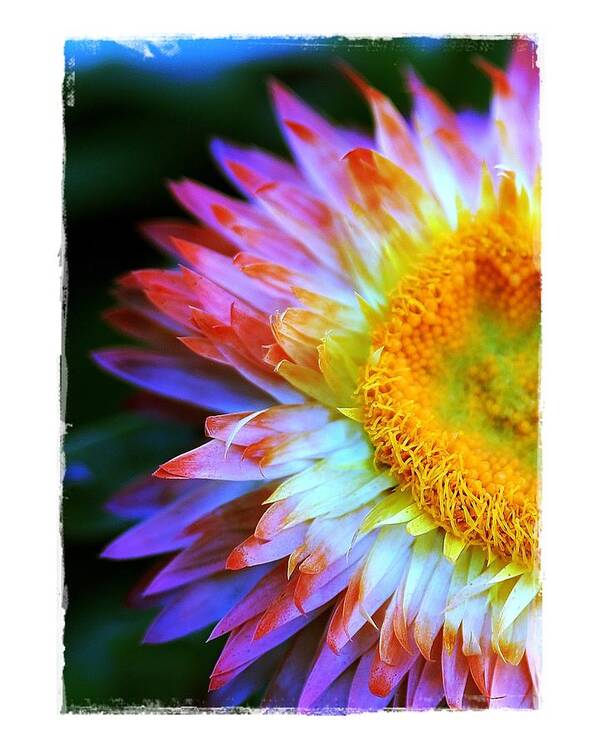 Straw Art Print featuring the photograph Strawflower by Judi Bagwell