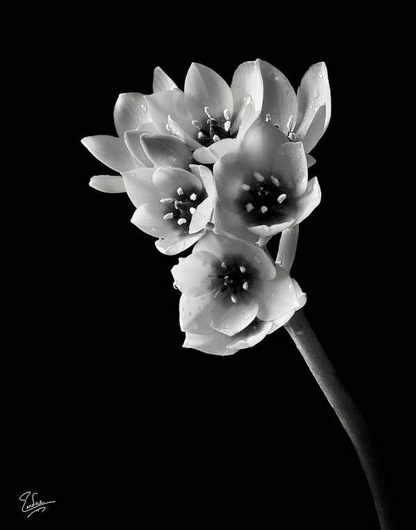 Flower Art Print featuring the photograph Sun Star in Black and White by Endre Balogh