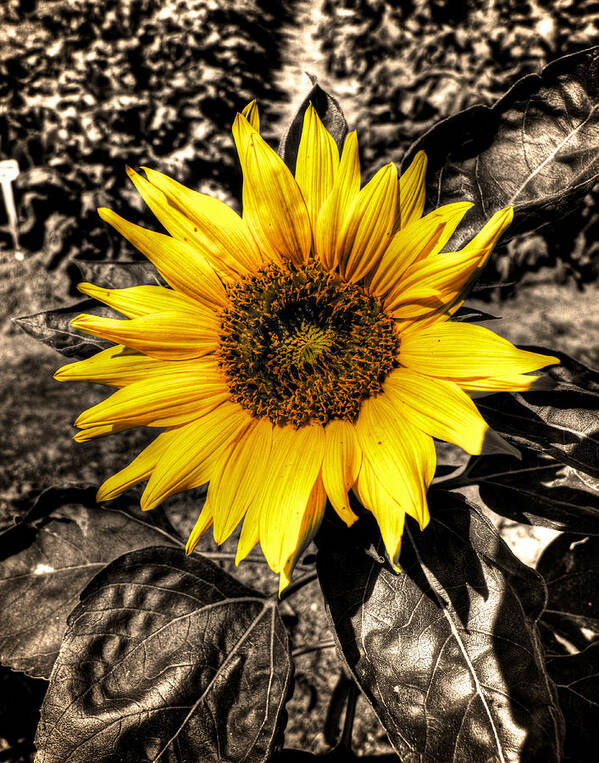 Sunflower Art Print featuring the photograph Sunny with a chance of black and white by Prince Andre Faubert