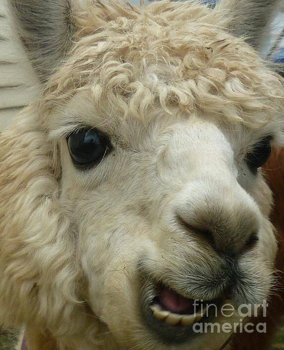 Alpaca Art Print featuring the photograph The Smiling Alpaca by Therese Alcorn