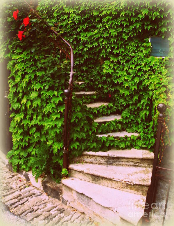 Steps Art Print featuring the photograph Vine Laden Steps by Lainie Wrightson