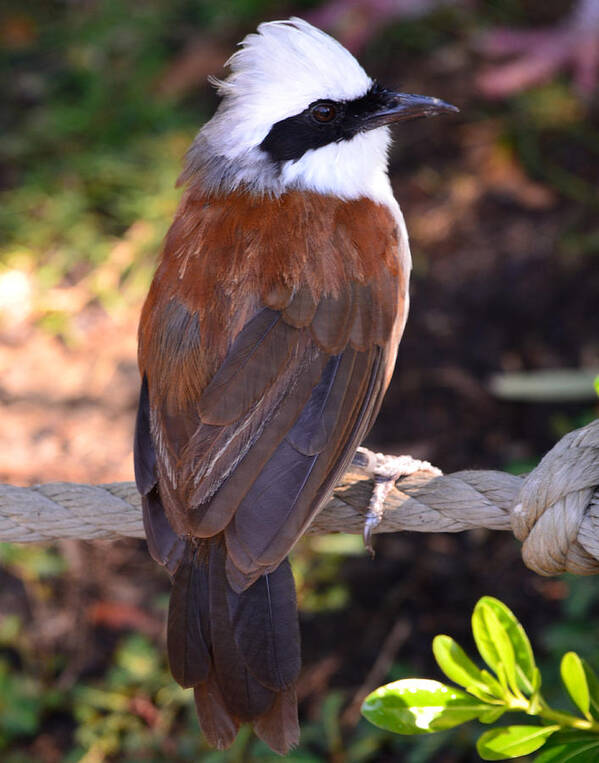 Laughing Art Print featuring the photograph White Crested Laughingthrush by Maggy Marsh