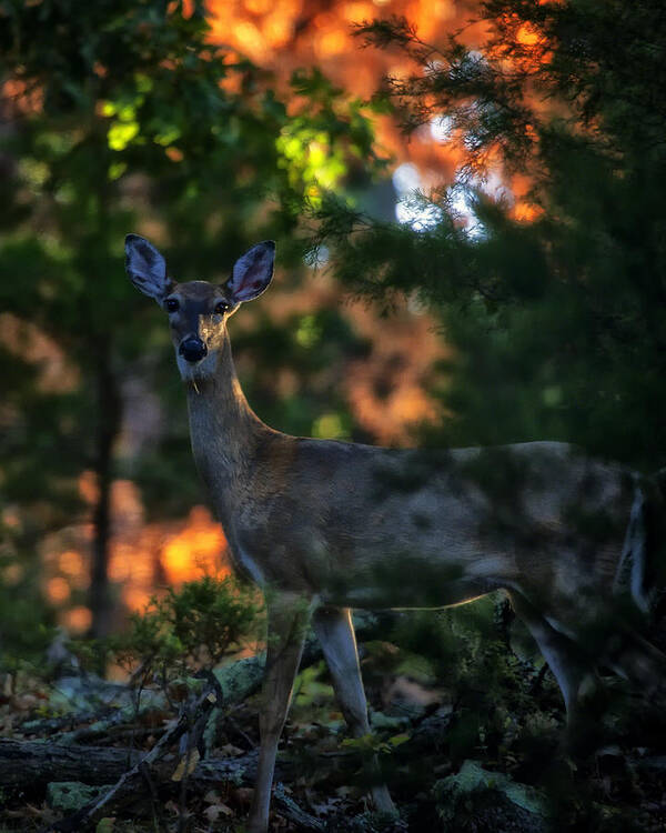 Whitetail Deer Art Print featuring the photograph Whitetail Doe at Sunrise by Michael Dougherty