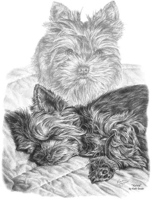 Yorkie Art Print featuring the drawing Yorkie - Yorkshire Terrier Dog Print by Kelli Swan