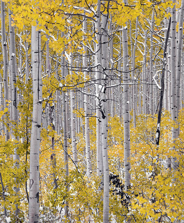 Aspen Forest Art Print featuring the photograph Autumn Aspens 10 #2 by Leland D Howard