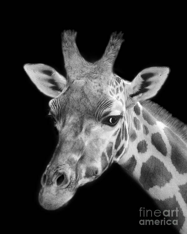 Wildlife Art Print featuring the photograph Giraffe in Black And White #2 by Linsey Williams