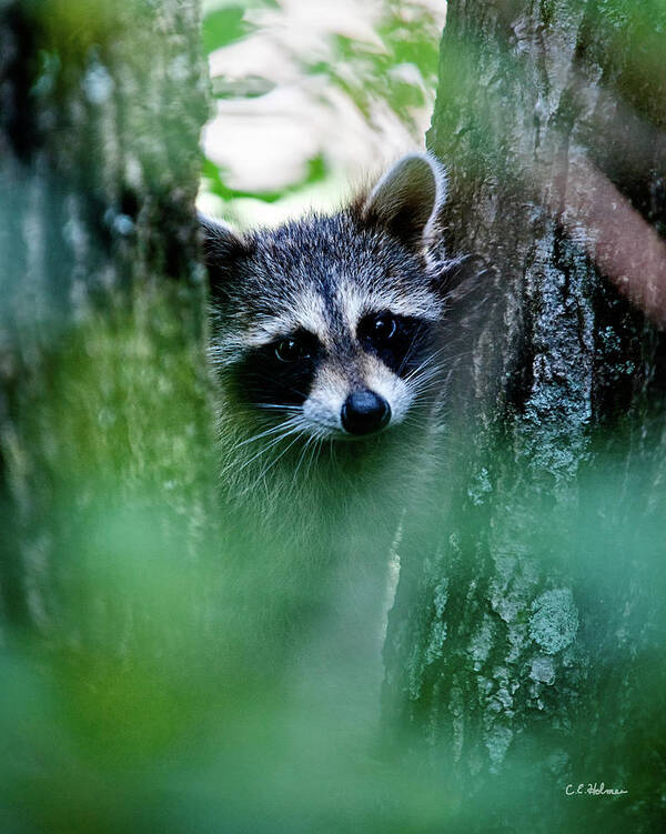 Racoon Art Print featuring the photograph On Watch #1 by Christopher Holmes