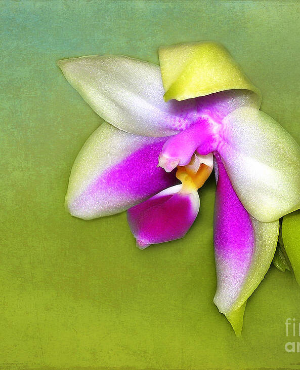  Art Print featuring the photograph Orchid #2 by Judi Bagwell