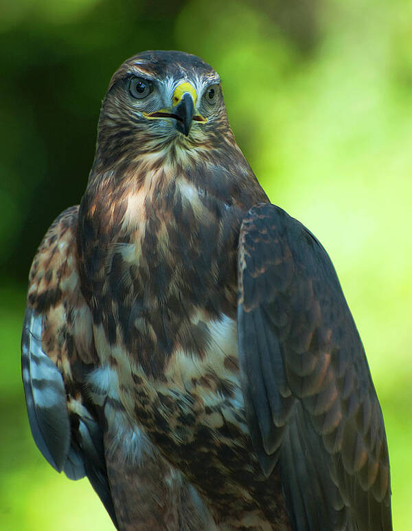 Hawk Art Print featuring the photograph Red Tailed Hawk #2 by Pat Exum