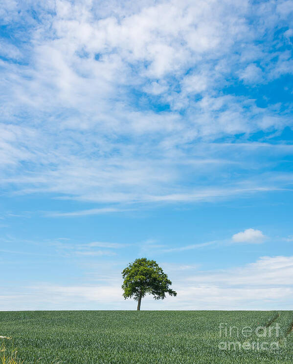 Gloucestershire Art Print featuring the photograph Solo tree #1 by Colin Rayner