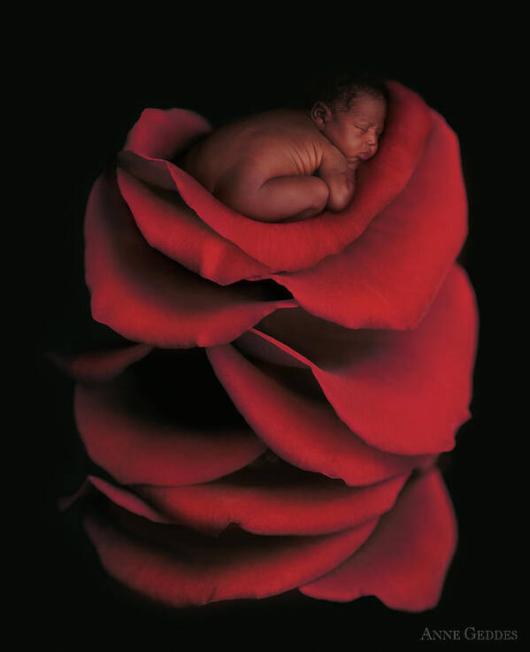 Rose Art Print featuring the photograph Kwasi On A Bed Of Rose Petals by Anne Geddes