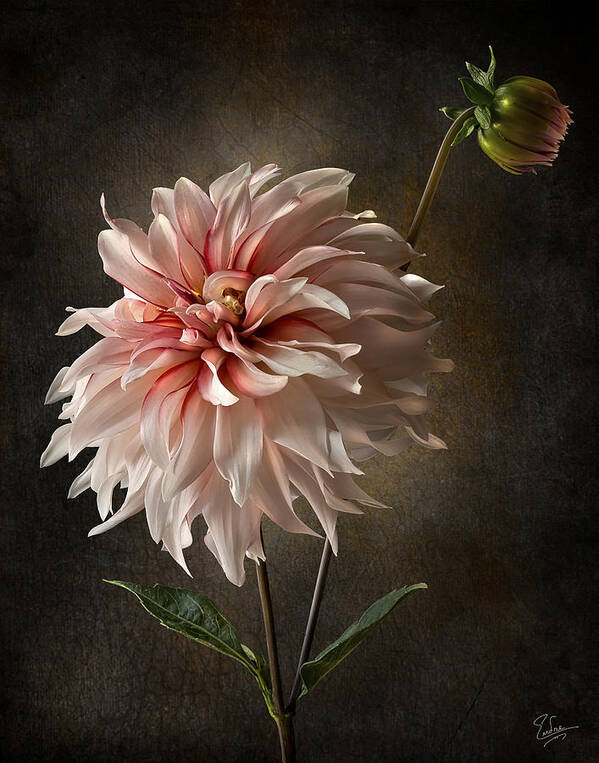 Endre Art Print featuring the photograph Dahlia #2 by Endre Balogh