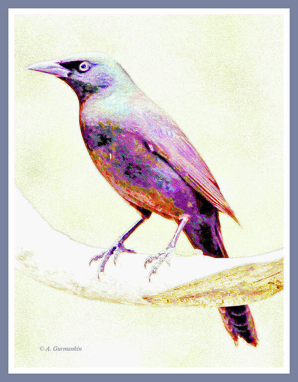 Great-tailed Grackle Art Print featuring the photograph Great-tailed Grackle #3 by A Macarthur Gurmankin