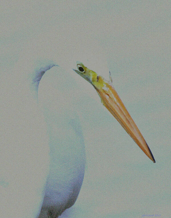 Digital Art Art Print featuring the photograph Great White Egret #3 by Joseph G Holland