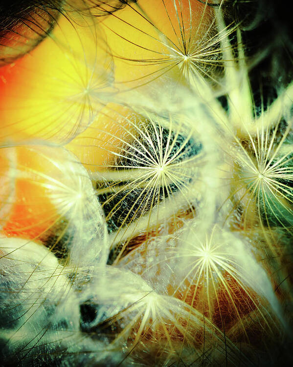 Dandelions Art Print featuring the photograph Dandelions #7 by Iris Greenwell