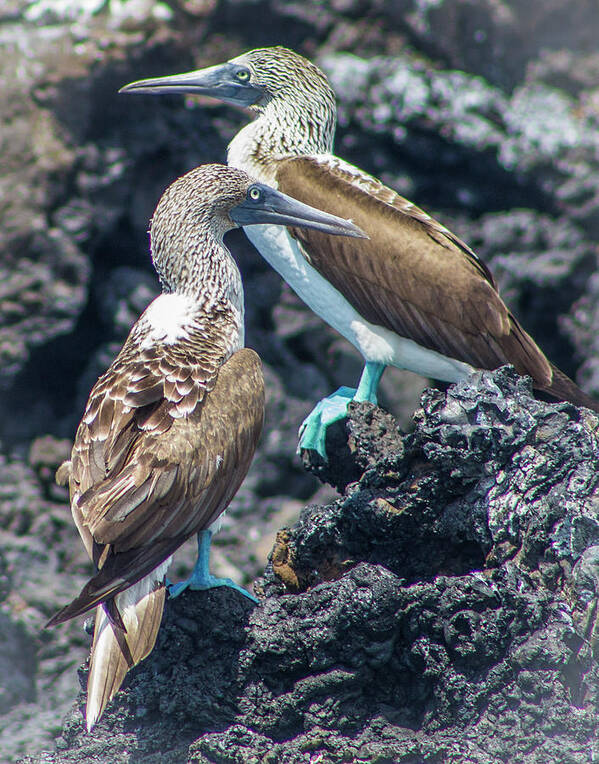 Birds Art Print featuring the photograph A Pair of Blue Footed Boobies, Galapagos by Venetia Featherstone-Witty