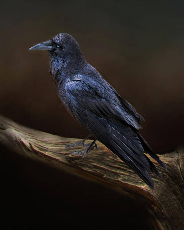 Animal Art Print featuring the photograph A Ravens Attitude by Lana Trussell