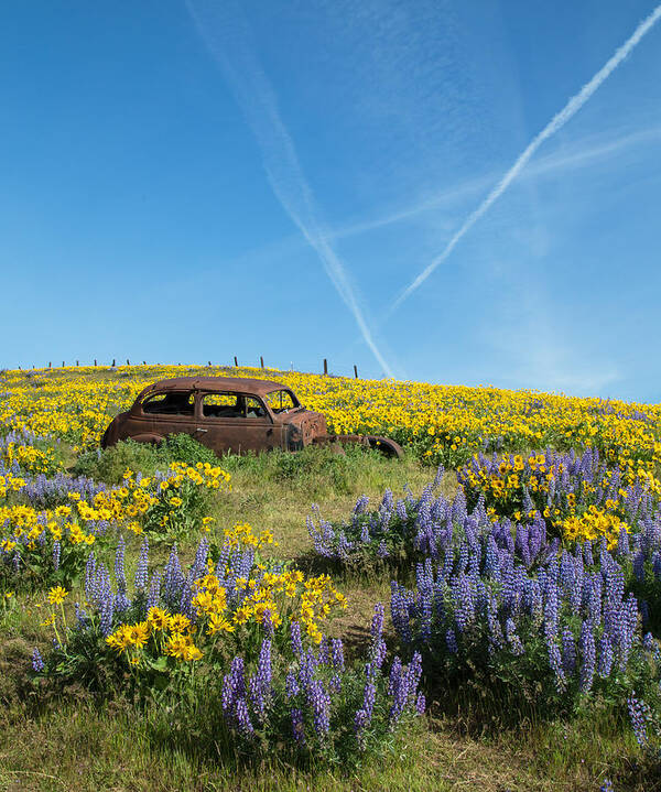 Abandoned Art Print featuring the photograph Abandoned in a Field of Flowers by Angie Vogel