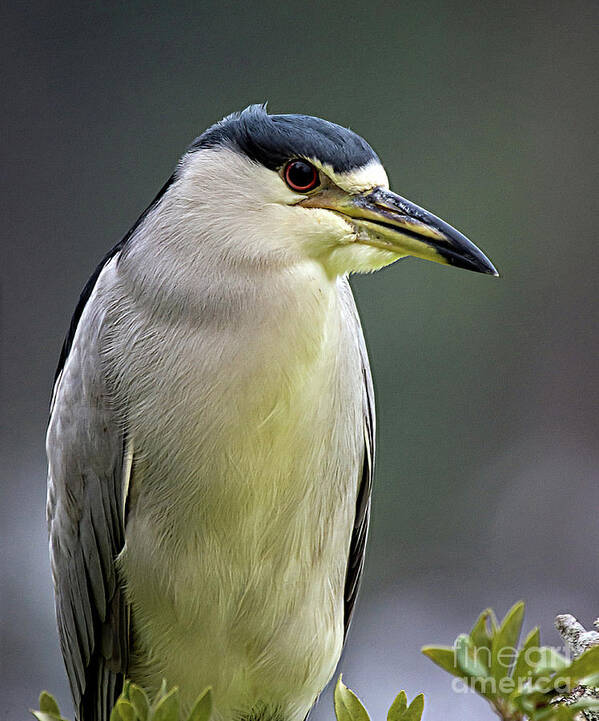 Nature Art Print featuring the photograph Adult Black Crowned Night Heron - Nycticorax Nycticorax by DB Hayes