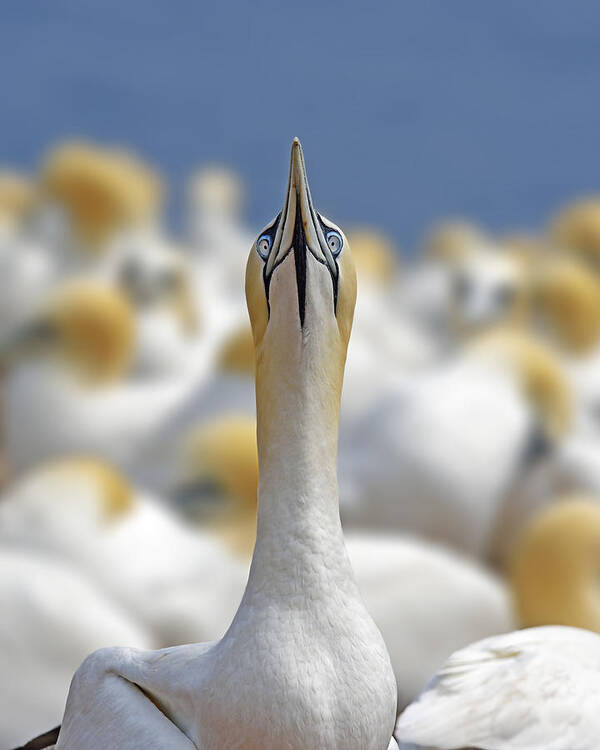 Northern Gannet Art Print featuring the photograph Ahead by Tony Beck