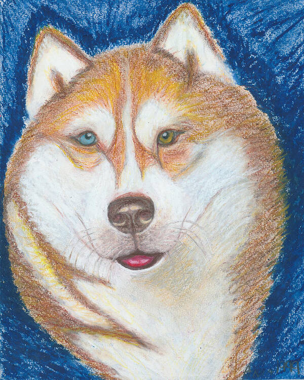 Drawing Art Print featuring the drawing Alek the Siberian Husky by Ania M Milo