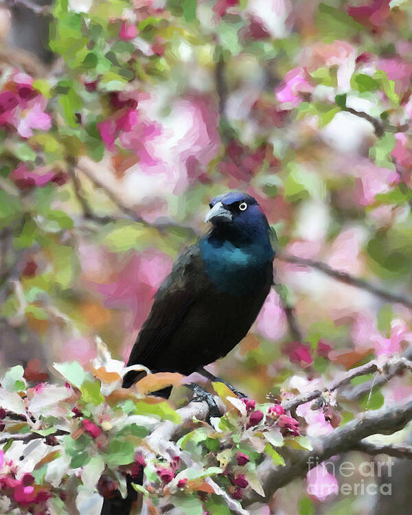 Boat-tailed Grackle Art Print featuring the digital art Among the Blooms by Betty LaRue