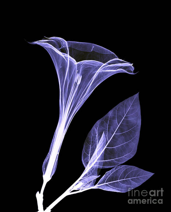 284 Purple Datura Stock Photos - Free & Royalty-Free Stock Photos from  Dreamstime