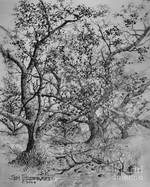 Apple Art Print featuring the drawing Apple Orchard by Jim Hubbard