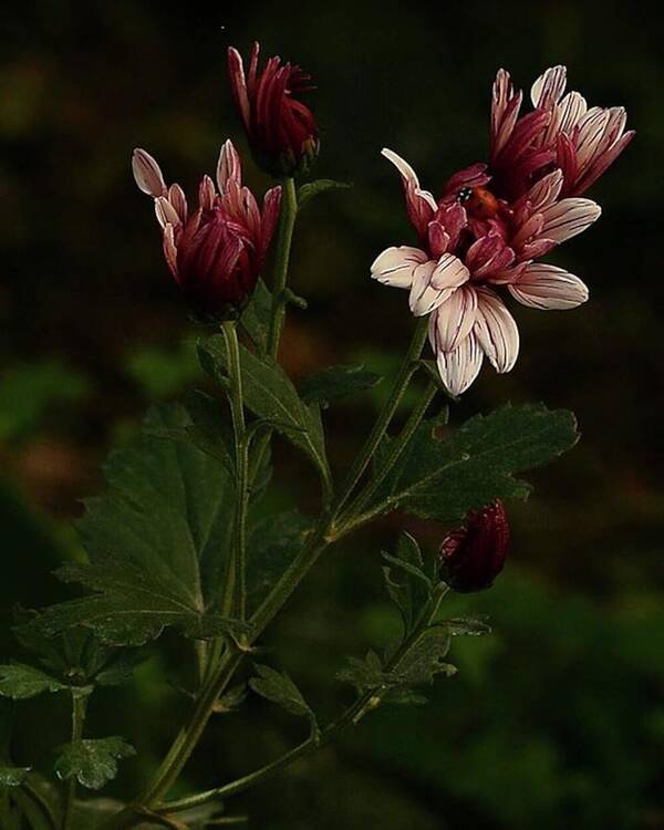 Nature Art Print featuring the photograph Ladybug on Flower by Awni Hussein