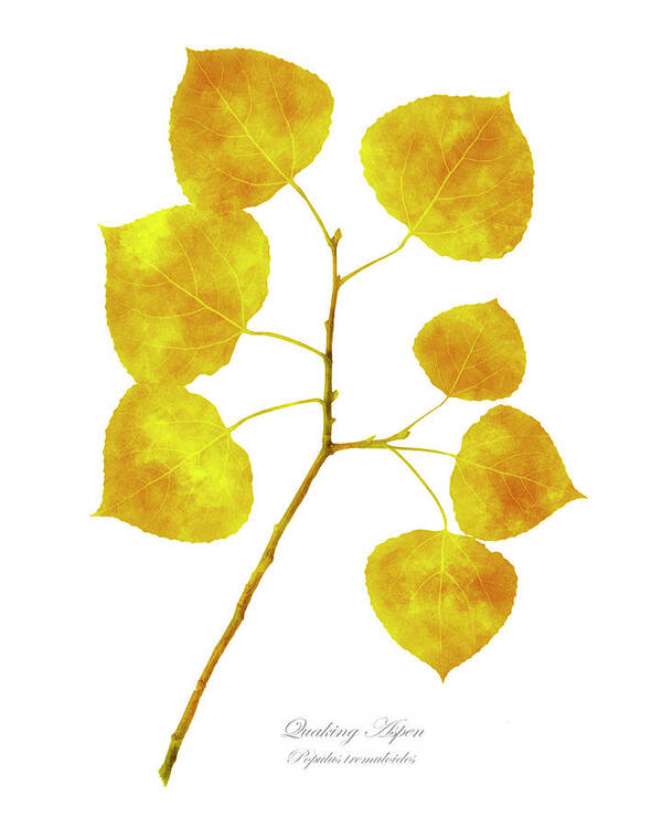 Aspen Tree Art Print featuring the photograph Aspen Tree Leaf Art by Christina Rollo