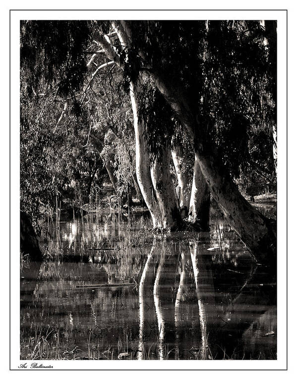Swamp Art Print featuring the photograph At the swamp by Arik Baltinester