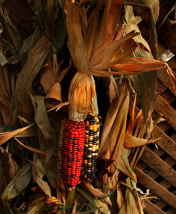 Corn Art Print featuring the photograph Autumn Harvest by Kathleen Stephens