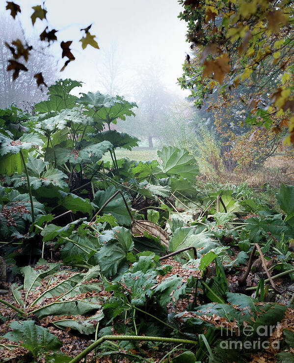 Autumn Art Print featuring the photograph Autumn Mist, Great Dixter Garden by Perry Rodriguez