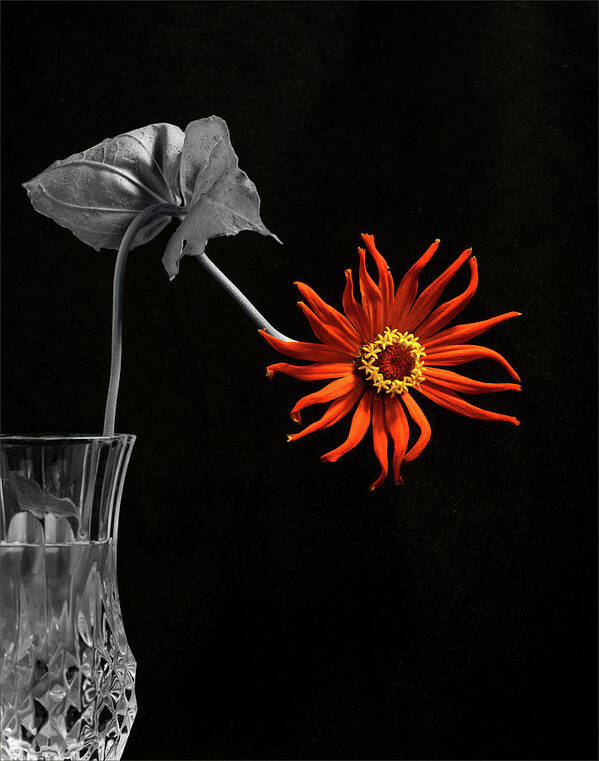 Orange Flower Art Print featuring the photograph Awaken by Don Spenner