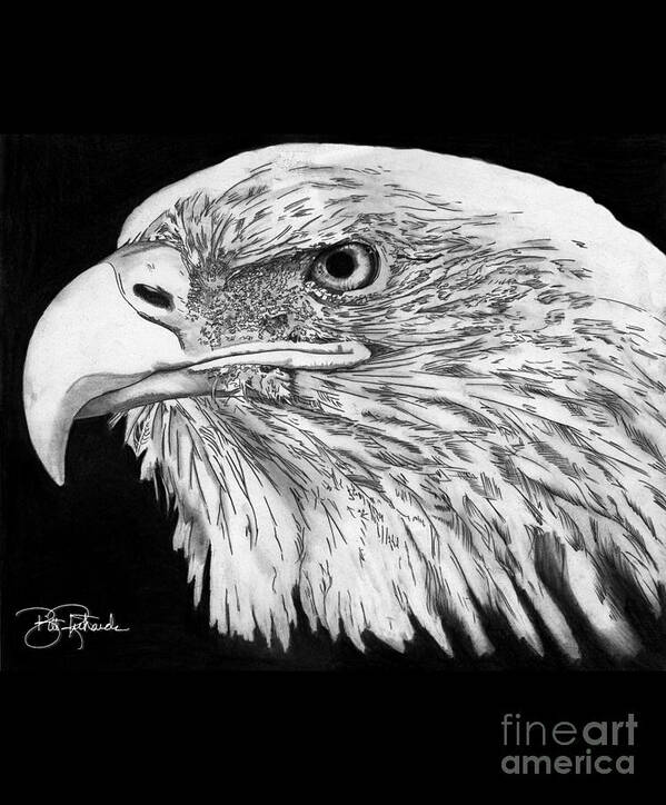 Eagle Art Print featuring the drawing Bald Eagle #4 by Bill Richards
