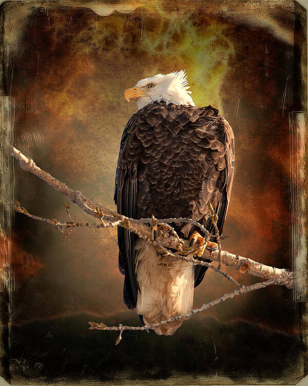 Art Art Print featuring the photograph Bald Eagle by Al Mueller