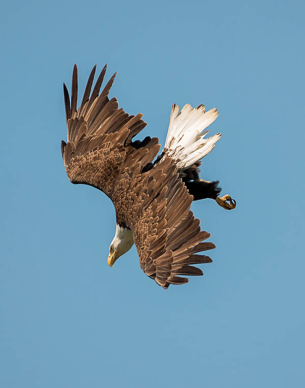 Loree Johnson Photography Art Print featuring the photograph Bald Eagle Dive by Loree Johnson