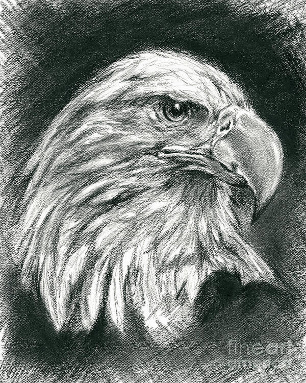 Bird Art Print featuring the drawing Bald Eagle Intensity by MM Anderson