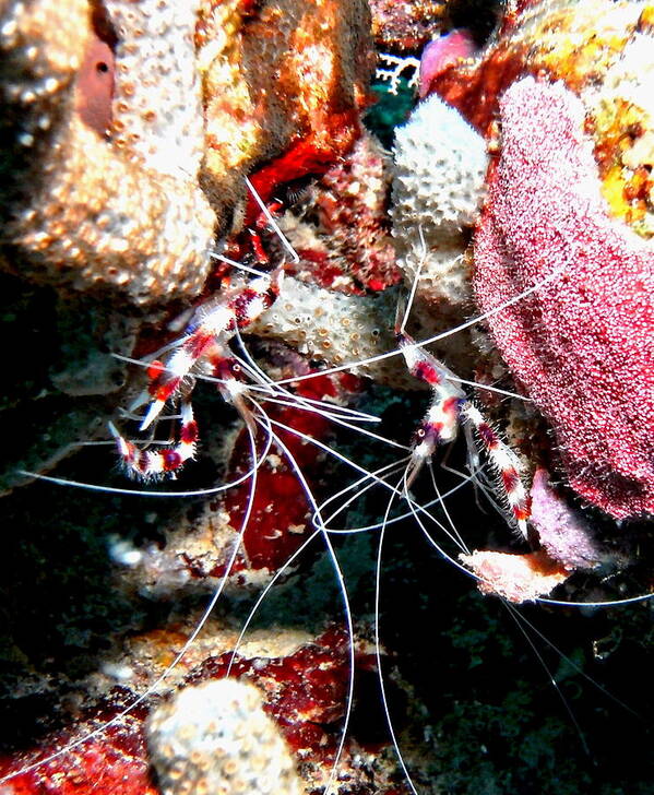 Shrimp Art Print featuring the photograph Banded Coral Shrimp - Caught in the Act by Amy McDaniel