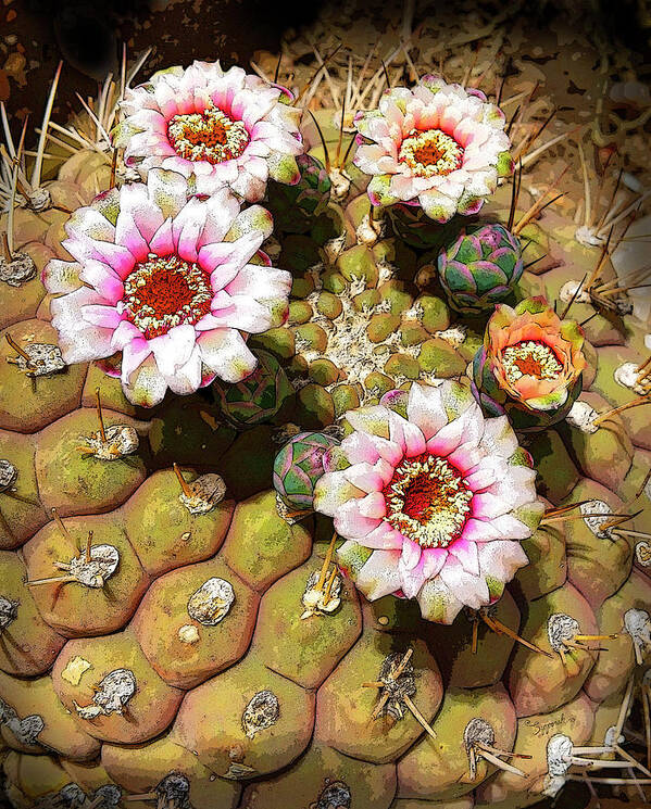 Cactus Art Print featuring the photograph Beauty in the Desert by Sipporah Art and Illustration