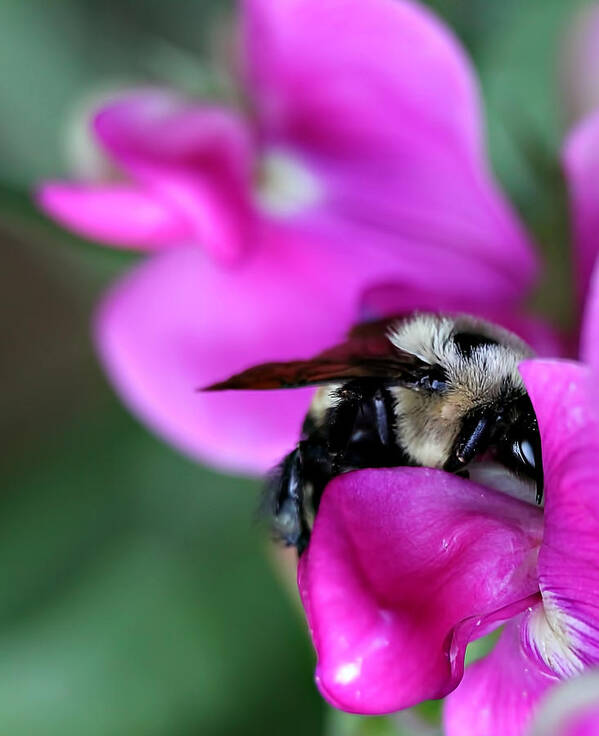 Bee Bees Honeybee Flower Flowers Plant Plants Nature Insect Insects Macro Beautiful Quaint  Art Print featuring the photograph Bee Sleep by Celestial Blue