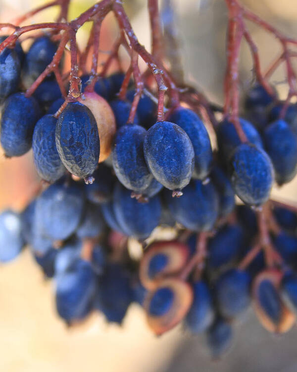 Berries Art Print featuring the photograph Berries Blue Too by Scott Wood