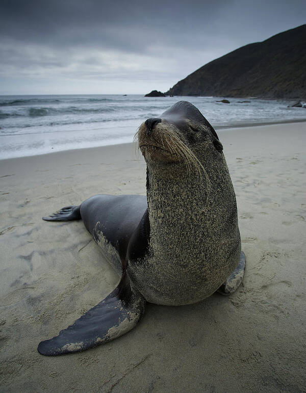 California Art Print featuring the photograph Big Seal by Dillon Kalkhurst