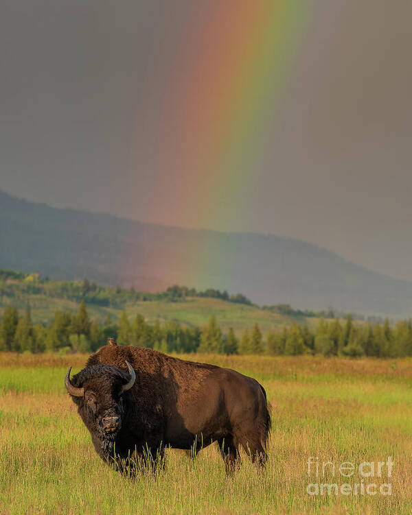 Bison Art Print featuring the photograph Bison and Rainbow by Brad Schwarm