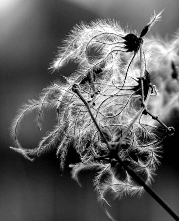 Nature Art Print featuring the photograph Black and white nature by Jolly Van der Velden