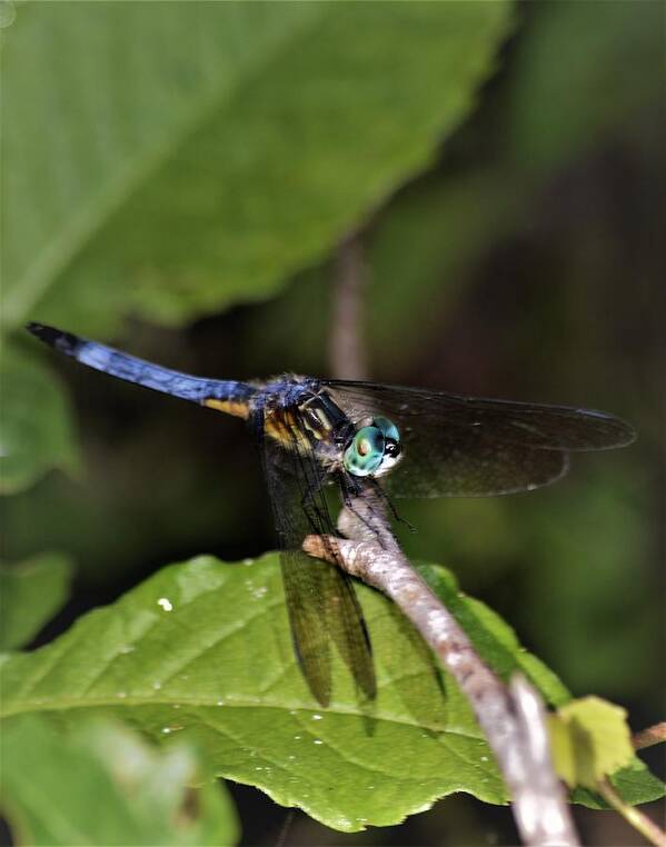 Blue Dasher Dragonfly Art Print featuring the photograph Blue Dasher Dragonfly by Warren Thompson