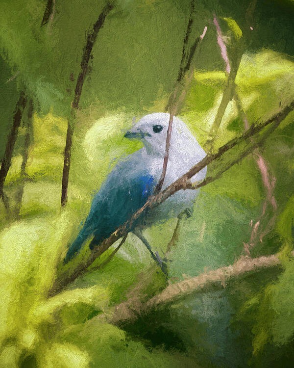 Bird Art Print featuring the photograph Blue Gray Tanager Panaca Quimbaya Colombia by Adam Rainoff