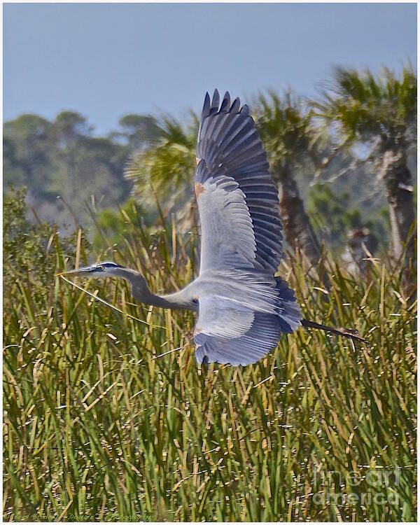 Heron Art Print featuring the photograph Bringing Home the Bacon by Carol Bradley